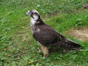Prairievalk  - Falco mexicanus