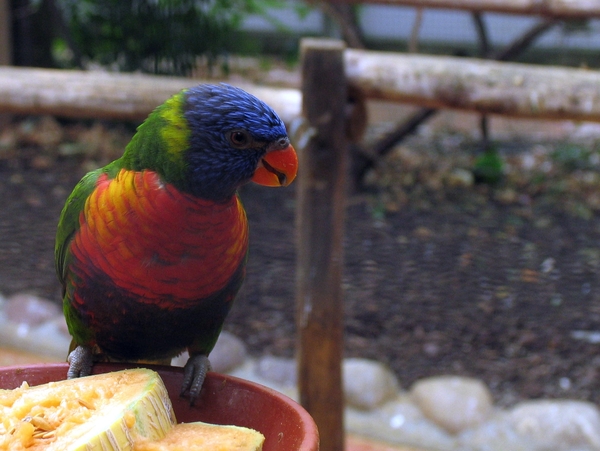 Regenboog Lori - Trichoglosus Haematodus