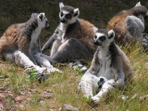 Ringstaart maki - Lemur catta