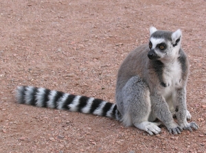 Ringstaart maki - Lemur catta (1)