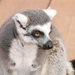 Ringstaart maki - Lemur catta (2)