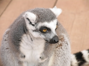 Ringstaart maki - Lemur catta (2)