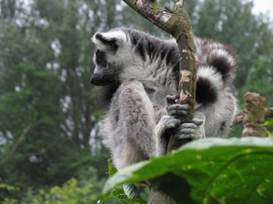 Ringstaart maki - Lemur catta (3)