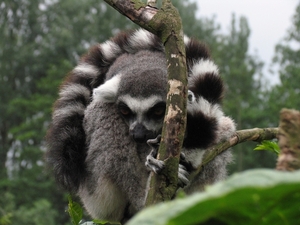 Ringstaart maki - Lemur catta (4)