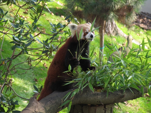 Rode  Panda - Ailurus fulgens