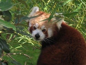 Rode  Panda - Ailurus fulgens (1)