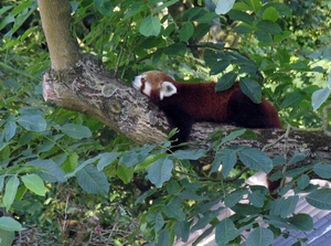 Rode  Panda - Ailurus fulgens (2)