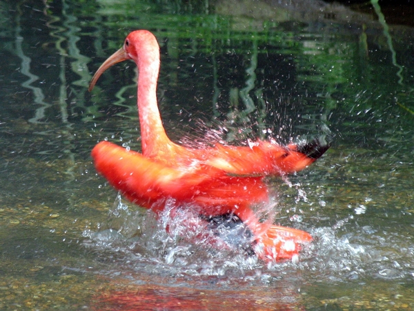 Rode Ibis - Eudocimus ruber