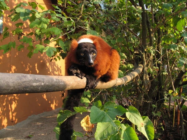 Rode Vari - Varecia rubra