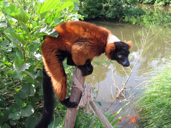 Rode Vari - Varecia rubra (2)