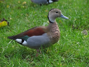 Roodschoudertaling (Callonetta leucophrys)