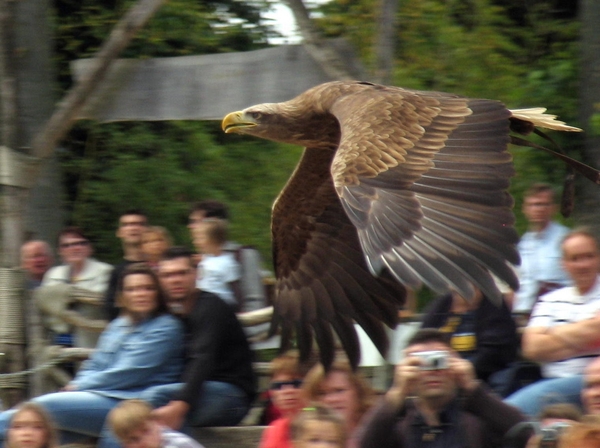 Roofvogelschow