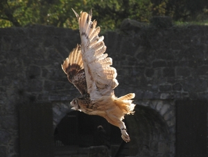 Roofvogelschow (1)