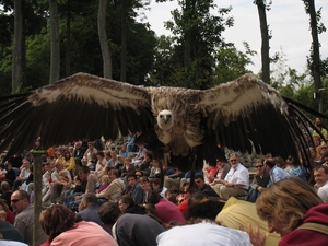 Roofvogelschow (2)