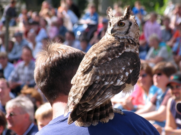 Roofvogelschow (3)