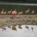 Roze Flamingo's