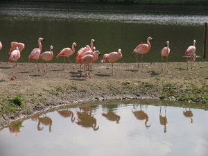 Roze Flamingo's