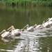 Roze Pelikaan - Pelecanus onocrotalus