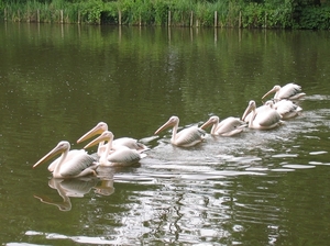 Roze Pelikaan - Pelecanus onocrotalus