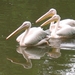 Roze Pelikaan - Pelecanus onocrotalus (3)