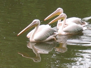 Roze Pelikaan - Pelecanus onocrotalus (3)