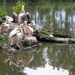 Roze Pelikaan - Pelecanus onocrotalus (4)