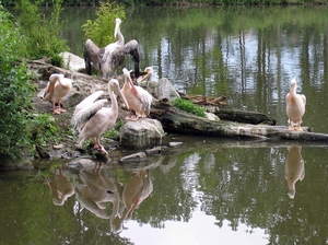 Roze Pelikaan - Pelecanus onocrotalus (4)