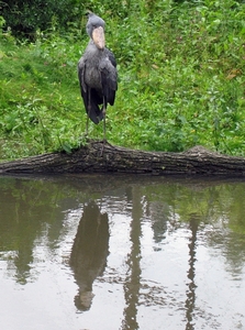 Schoenbek ooievaar - Balaeniceps rex