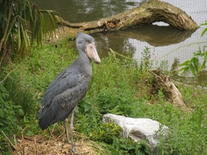 Schoenbek ooievaar - Balaeniceps rex (1)