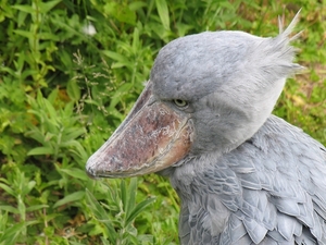 Schoenbek ooievaar - Balaeniceps rex (2)