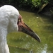 Siberische Witte kraanvogel - Grus leucogeranus