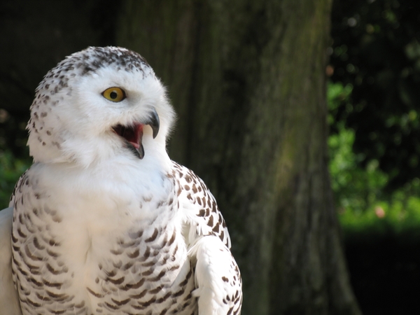 Sneeuwuil - Bubo scandiacus