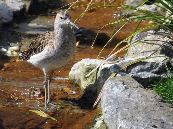 Strandloper