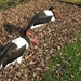 Zadelbekooievaar - Ephippiorhynchus senegalensis