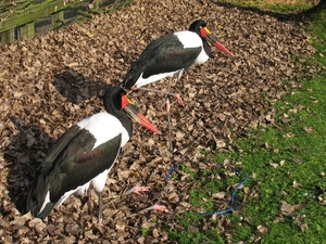 Zadelbekooievaar - Ephippiorhynchus senegalensis