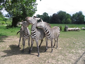 Zebra's