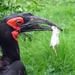 Zuidelijke Hoornraaf - Bucorvus Leadbeateri