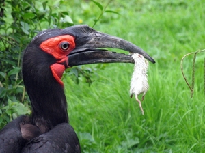 Zuidelijke Hoornraaf - Bucorvus Leadbeateri