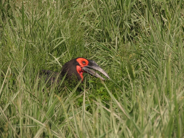 Zuidelijke Hoornraaf - Bucorvus Leadbeateri (1)