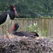 Zwarte Ooievaar - Ciconia nigra