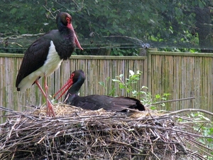 Zwarte Ooievaar - Ciconia nigra