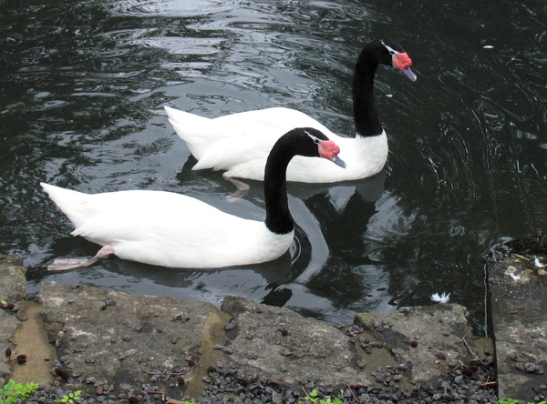 Zwarthalszwaan - Cygnus melanocoryphus