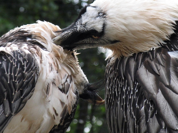 lammergier  - Gypaetus barbatus