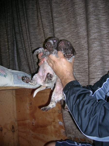 Yorki 002
