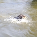 yorki in water