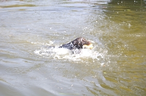 yorki in water