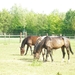 Hongerige paarden