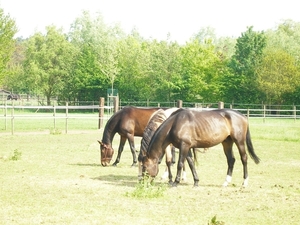 Hongerige paarden