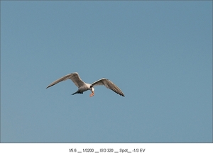 DSC_5963-1s