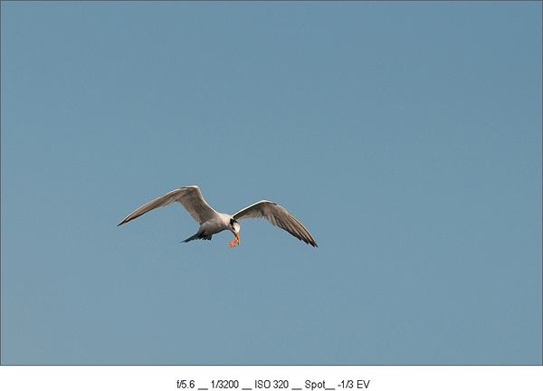 DSC_5963-1s
